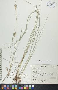 Carex lenticularis image