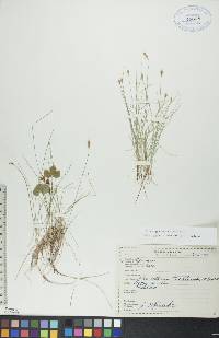 Carex gynocrates image