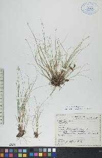 Carex tenera image