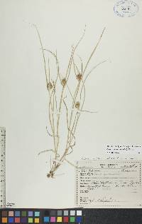 Carex sychnocephala image