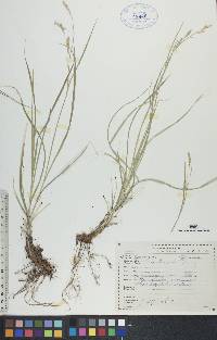 Carex sprengelii image