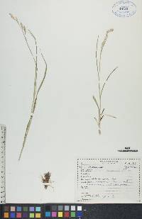 Carex sprengelii image