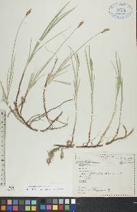 Carex praegracilis image