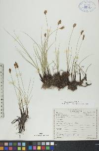 Carex praegracilis image