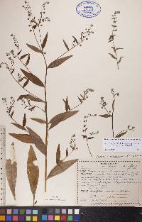 Hackelia deflexa subsp. americana image