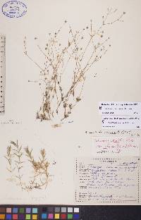 Stellaria longipes image