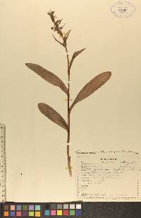 Coeloglossum viride image