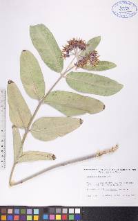 Asclepias speciosa image