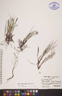 Carex scirpoidea subsp. scirpoidea image