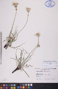 Agoseris glauca image