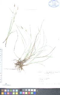 Carex tetanica image