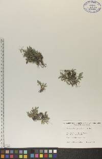 Selaginella rupestris image