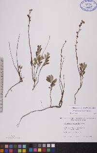 Crocanthemum bicknellii image