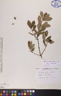 Lonicera villosa image