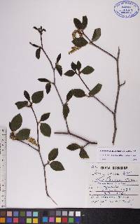 Alnus viridis image