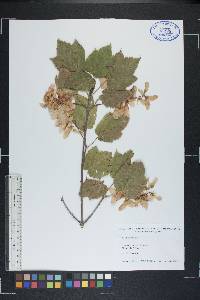 Acer spicatum image