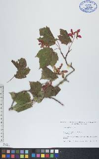 Acer spicatum image