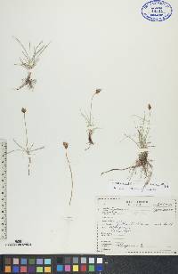 Carex duriuscula image