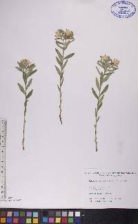 Lithospermum canescens image