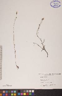 Crepis tectorum image