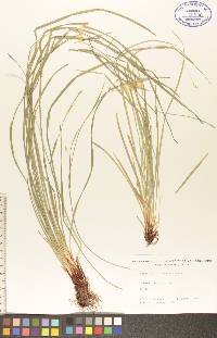 Carex assiniboinensis image