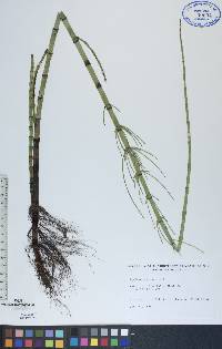 Equisetum fluviatile image