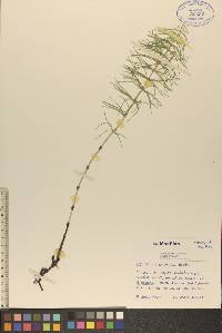 Equisetum pratense image