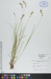 Carex foenea image