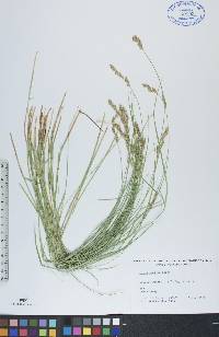 Carex prairea image