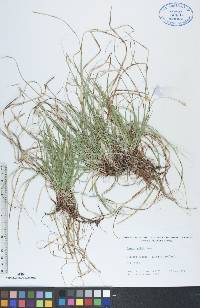 Carex peckii image