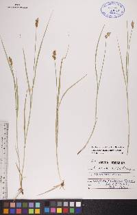 Carex bebbii image