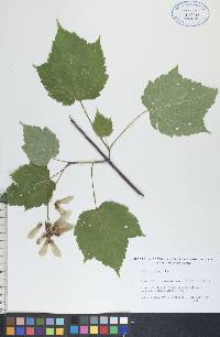 Acer spicatum image