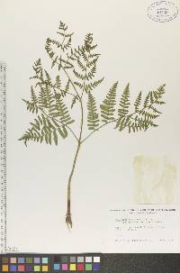 Pteridium aquilinum var. latiusculum image