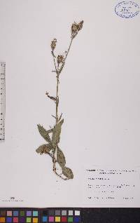 Silene noctiflora image