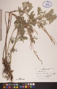 Artemisia absinthium image