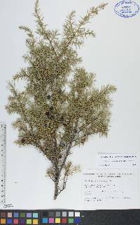 Juniperus communis var. depressa image