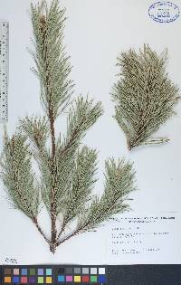 Pinus banksiana image