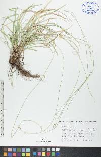 Carex deweyana image