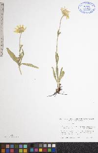 Arnica fulgens image