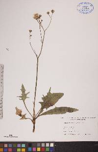 Crepis runcinata image