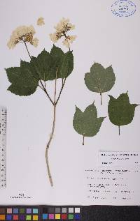 Viburnum trilobum image