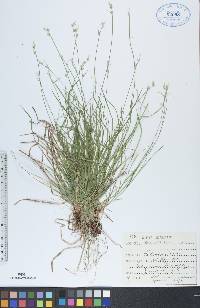 Carex peckii image