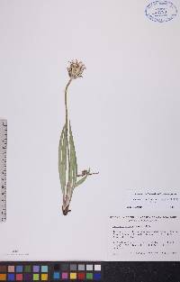 Agoseris glauca image