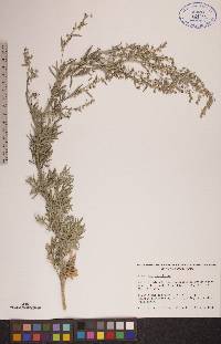 Artemisia absinthium image