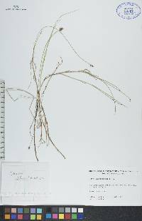 Carex chordorrhiza image