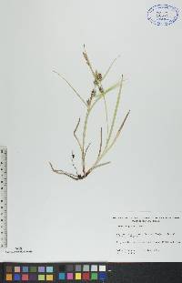 Carex houghtonii image