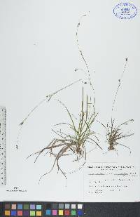 Carex capillaris image