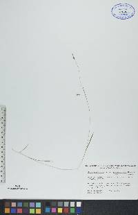 Carex capillaris image