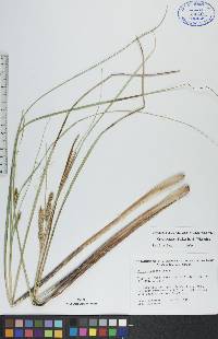 Carex rostrata image