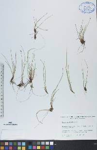 Carex pauciflora image